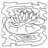 water lily 002